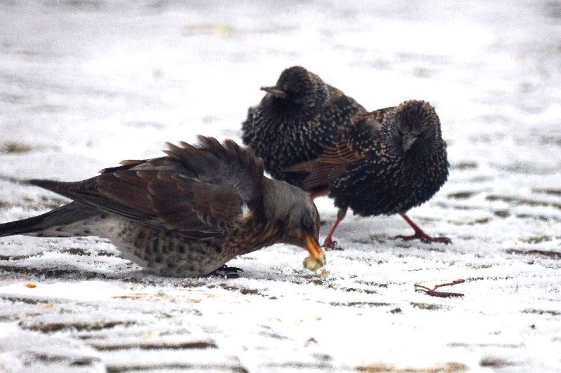 Kramsvogel 13